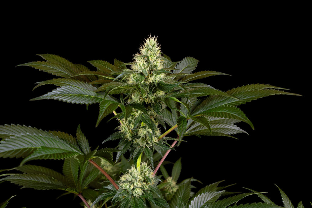 Proyecto HortiBloom - Iluminación LED profesional